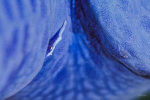 ヒトデヤドリエビ