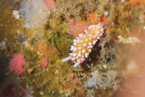 イガグリウミウシ