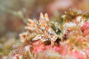 ヒオドシユビウミウシ