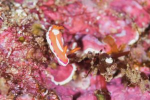 アラリイロウミウシ