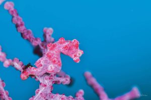 ピグミーシーホース