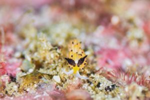 チゴミノウミウシ