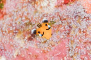 ピカチュウウミウシ